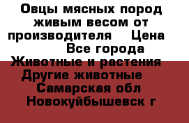 Овцы мясных пород живым весом от производителя. › Цена ­ 110 - Все города Животные и растения » Другие животные   . Самарская обл.,Новокуйбышевск г.